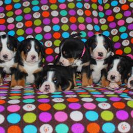 Beauceron, Greater Swiss Mountain Dog, and Nederlandse Kooikerhondje Puppies from Blackamber Swissies Beaucerons Ambermoon Kooikerhondje