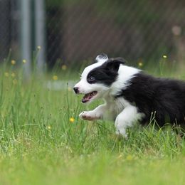 Border Collie Puppies from High Point Border Collies