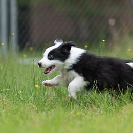 Border Collie Puppies from High Point Border Collies