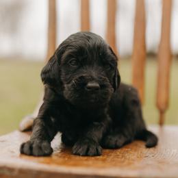 Waylon - Green Collar - Black male Goldendoodle puppy in Newell, Iowa from Front Porch Goldens