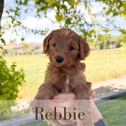 Rebbie - Red  female Goldendoodle puppy in Melba, Idaho from KZ Doodles