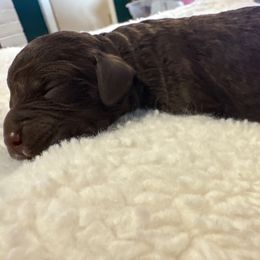 Buratta - Brown female Lagotto Romagnolo puppy in Chehalis, Washington from Scarlet Oak Lagotti