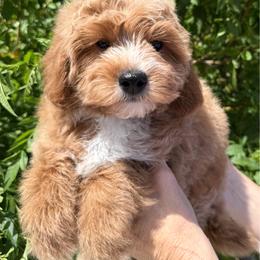 Goldendoodle puppies from Adored Poodle & Doodles