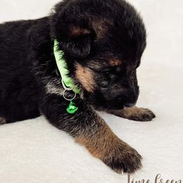 German Shepherd Puppies from Buxton Oregon Shepherds