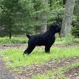Tonks - Black Russian Terrier
