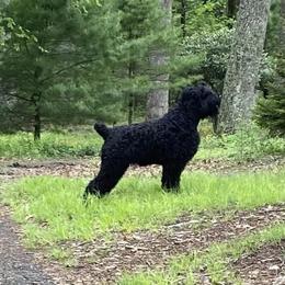 Tonks - Black Russian Terrier