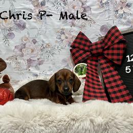Chris P - Red male Dachshund puppy in Goodyear, Arizona from AZ Low Life Doxies
