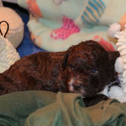 Lagotto Romagnolo Puppies from Royal and Loyal Lagotto Romagnolo