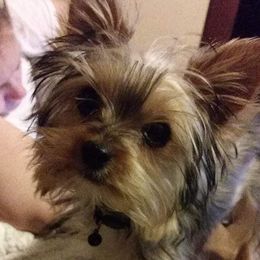 Yorkshire Terriers from Carney Kennels