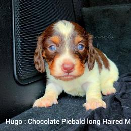 Hugo - Piebald male Dachshund puppy in Quitman, Mississippi from S-and-A Kennels