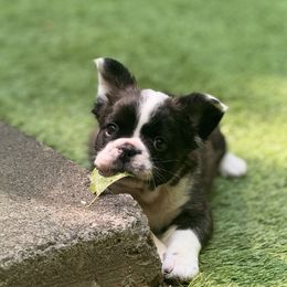 Odi - Brindle and white male French Bulldog puppy in Woodstock, Georgia from Roman Dynasty Kennels