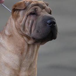 Chinese Shar-Pei and Irish Wolfhounds from Celtic Clover Hounds