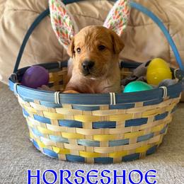 Horseshoe - Yellow male Labrador Retriever puppy in Water Valley, Mississippi from Three Lakes Labs & WHDs