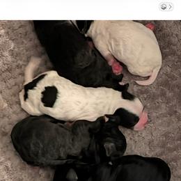 Maltipoo puppies from Kirksey Texas Elite Maltidoodles