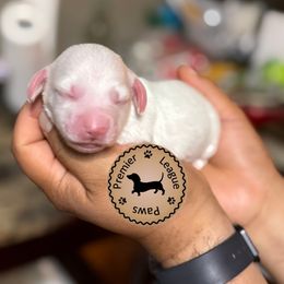 Dachshund Puppies from Premier League Paws