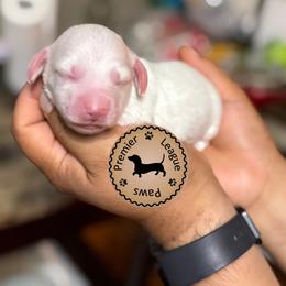 Dachshund Puppies from Premier League Paws