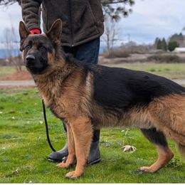 Jett - German Shepherd