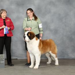 Elvis - Saint Bernard