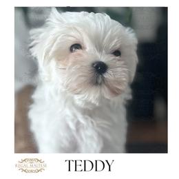 Teddy - White male Maltese puppy in Jacksonville, Alabama from Regal Maltese
