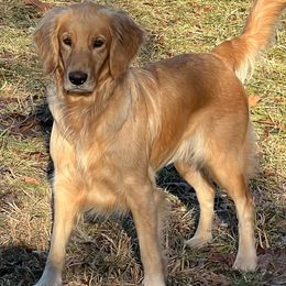 Golden Retrievers from Mountain Run Golden Retrievers
