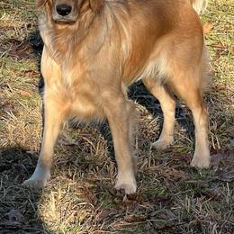 Golden Retrievers from Mountain Run Golden Retrievers