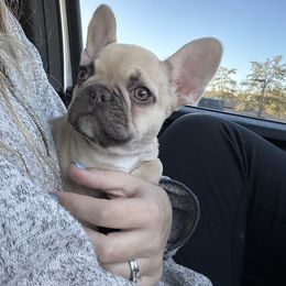Lindsay - French Bulldog puppy in Arizona from Prickly Pear Kennels