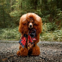 Adeline 💎 - Poodle