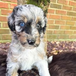 Froot Loops - Blue merle female Aussiedoodle puppy in Corydon, Indiana from Ridgeline Doodles