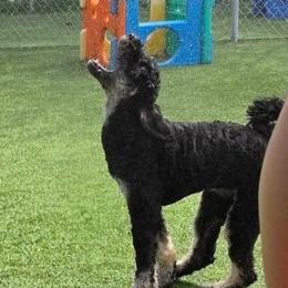 June Bug - Phantom female Bernedoodle puppy in Fairfield, Illinois from Positively Doodles