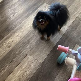 Wilson - Pomeranian