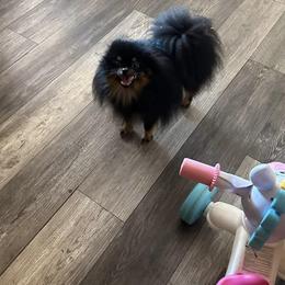 Wilson - Pomeranian