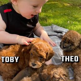 Cockapoos from Luvin Fur Babies