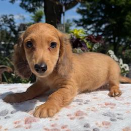 Enzo - Red male Dachshund puppy in Cherry Tree, Oklahoma from Peavine Creek Dachshunds