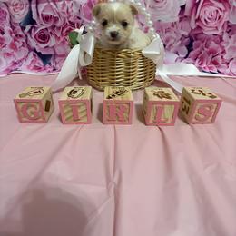 Chihuahua Puppies from Pupcup’s Crown Collection