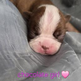 Chocolate girl - Red female Boston Terrier puppy in St. Agatha, Maine from Spruce Valley Miniature Dachshunds & Boston Terriers