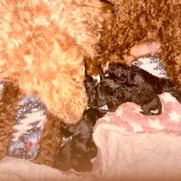 Estella - Silver female Poodle puppy in Meadowbrook, California from Standard Poodle Pups