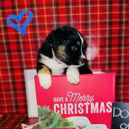 Australian Shepherds and Miniature Australian Shepherds from Dawn's Pups