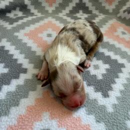 Rose - Red merle female Australian Shepherd puppy in Clover, South Carolina from Jo’s Aussies
