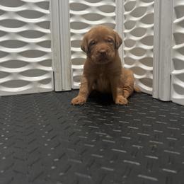 Labrador Retriever Puppies from Mid-Columbia Labradors