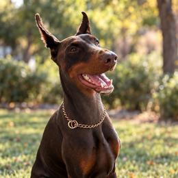 Dolce - Doberman Pinscher