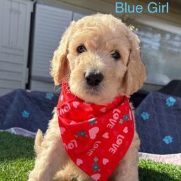 Sapphire - Golden female Double Doodle puppy in El Cajon, California from Calibear Doodles