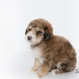 Sabretooth - Merle Double Doodle puppy in Houston, Texas from Texas Castle Doodles