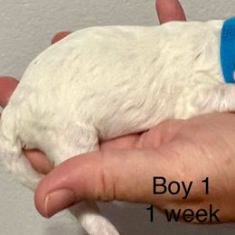 Bichon Frise Puppies from Sissy’s Heavenly Paws