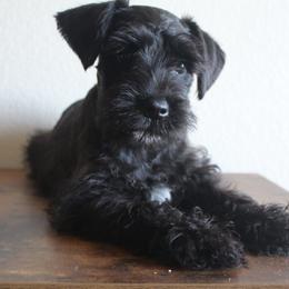 AKC Tokyo (Blue) - Black male Miniature Schnauzer puppy in Vista, California from Olympus Schnauzers
