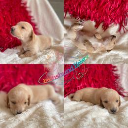 Dachshund Puppies from Dachshund Universe