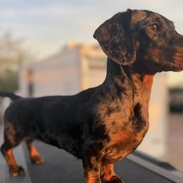 Dachshunds and Pomeranians from Purebred Pawprints