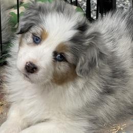 BMM1 - Australian Shepherd puppy from Lone Willow Aussies