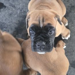 Silver - Fawn male Boxer puppy in Petrolia, Pennsylvania from Arktis Boxers