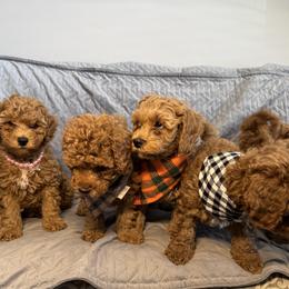 Cavapoo Puppies from The Cava Labdoodles