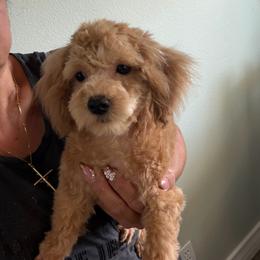 Sir Enzo- Blue collar - Apricot male Maltipoo puppy in Southern,, California from Maltipoo Tiny Pups & More